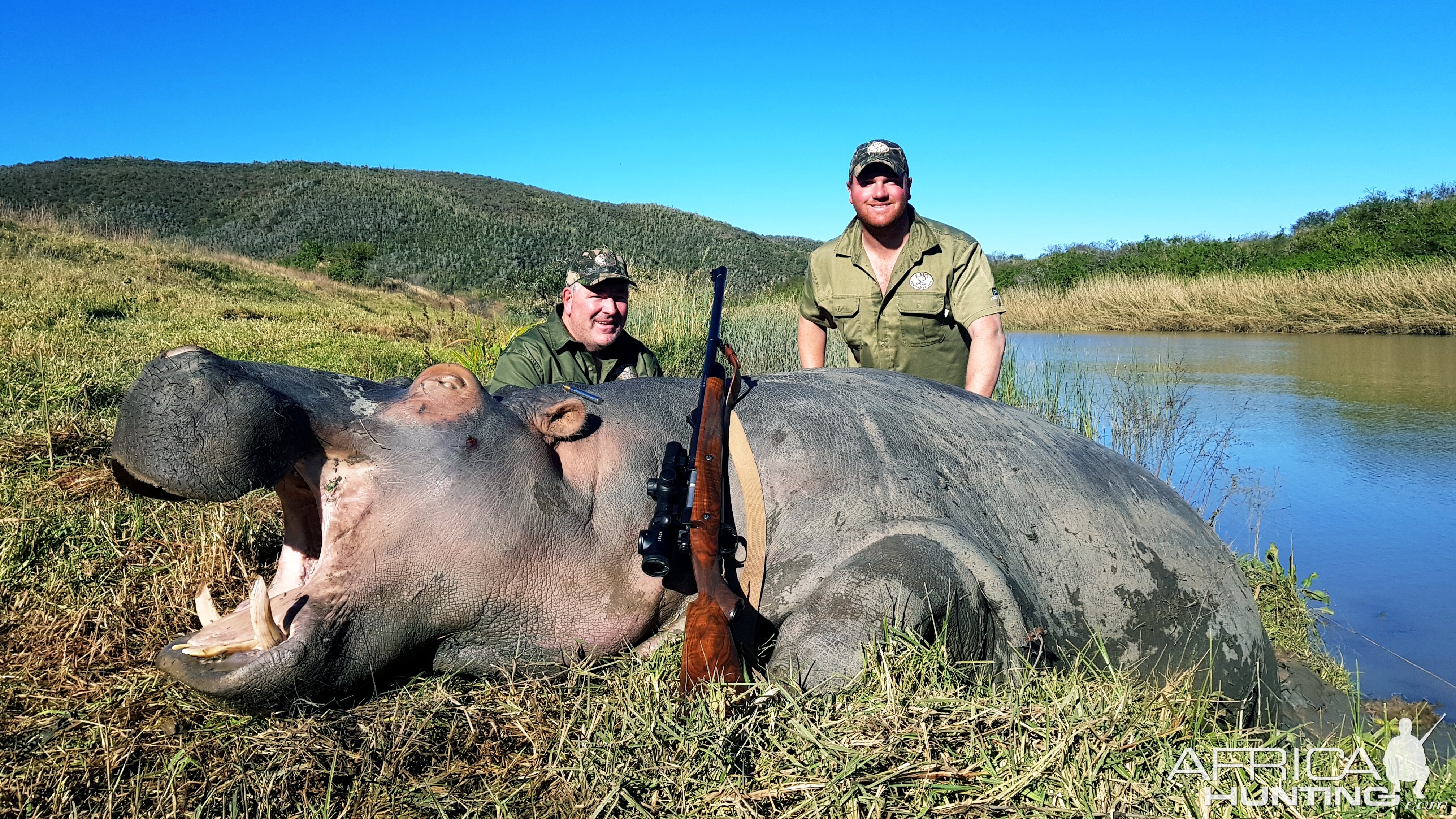 Hunt Hippo in South Africa