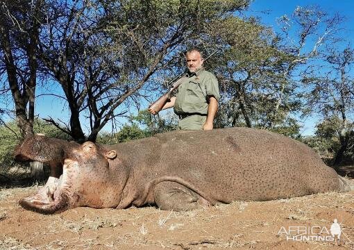 Hunt Hippo in South Africa