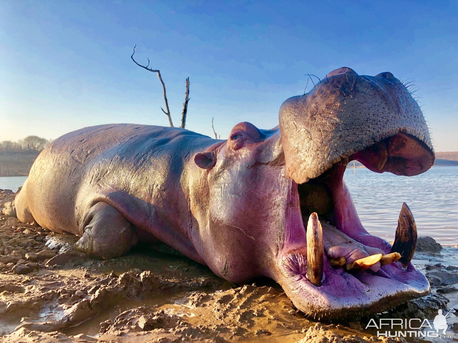 Hunt Hippo in Zimbabwe