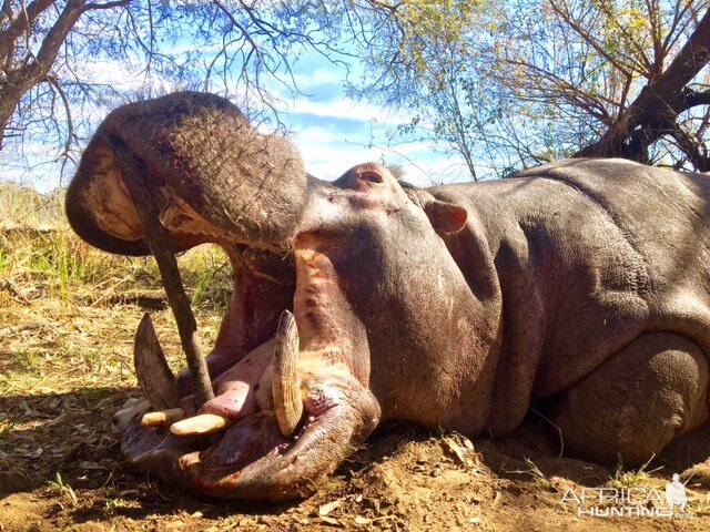 Hunt Hippo South Africa