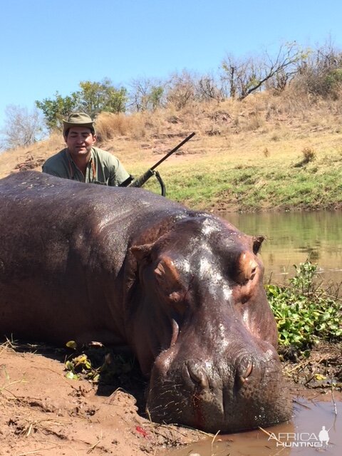 Hunt Hippo Zimbabwe