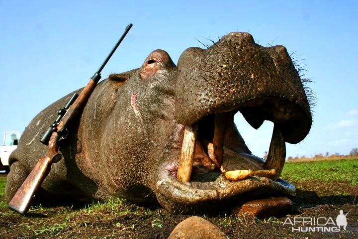 Hunt Hippo