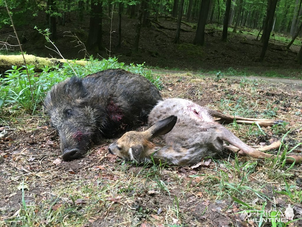 Hunt Hog & Deer in Germany