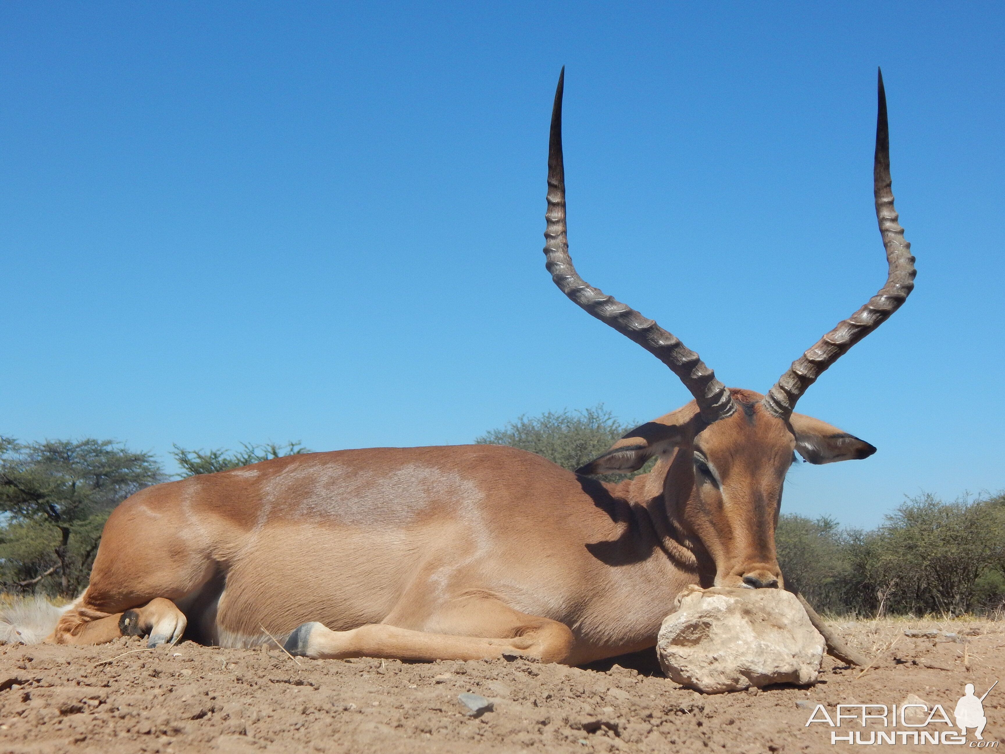 Hunt Impala in Namibia