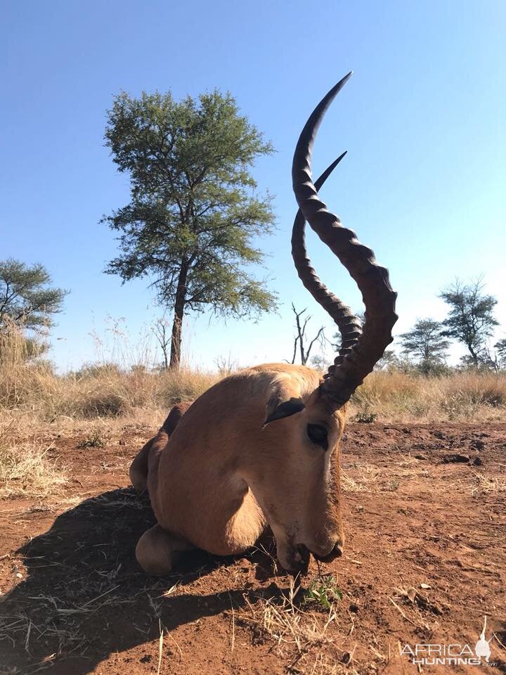 Hunt Impala in South Africa