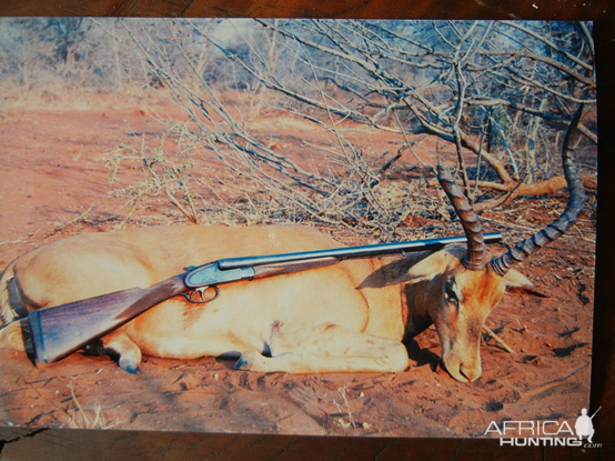 Hunt Impala in South Africa