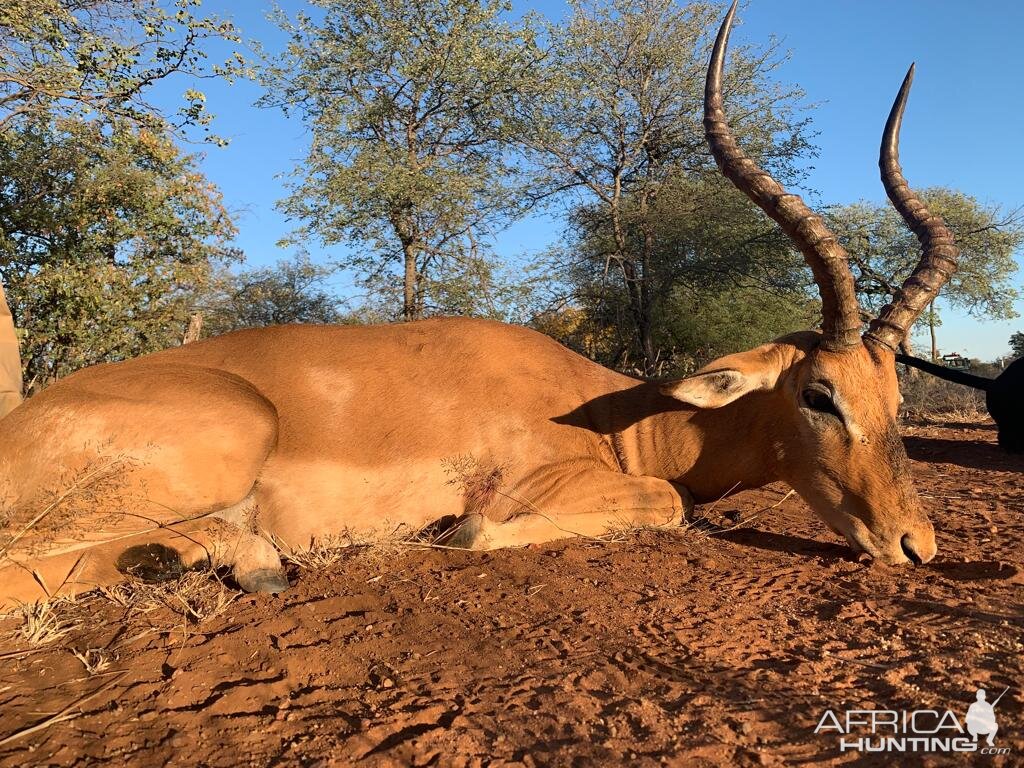 Hunt Impala in South Africa