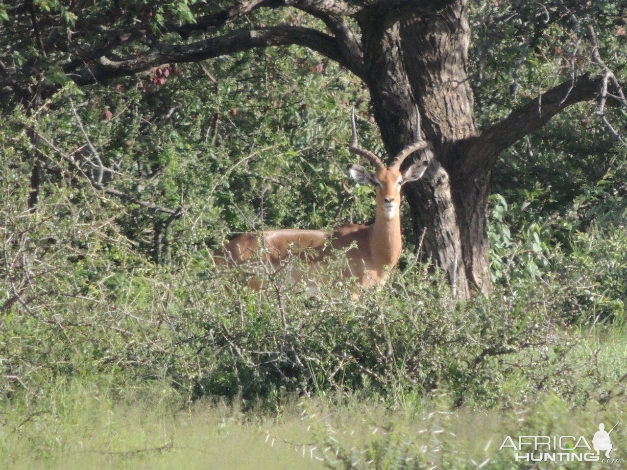 Hunt Impala South Africa