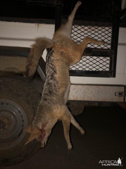 Hunt Jackal in South Africa