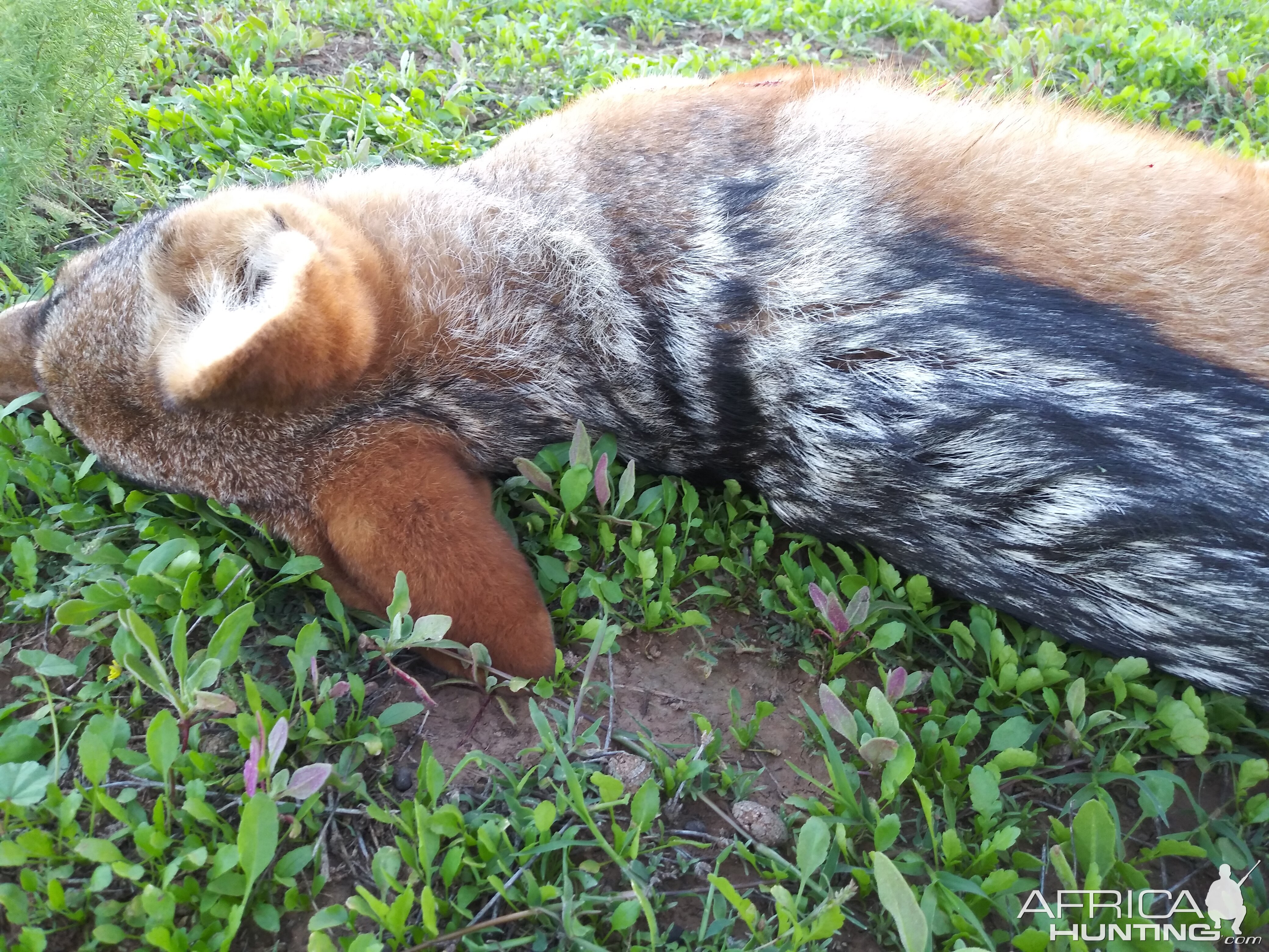 Hunt Jackal in South Africa