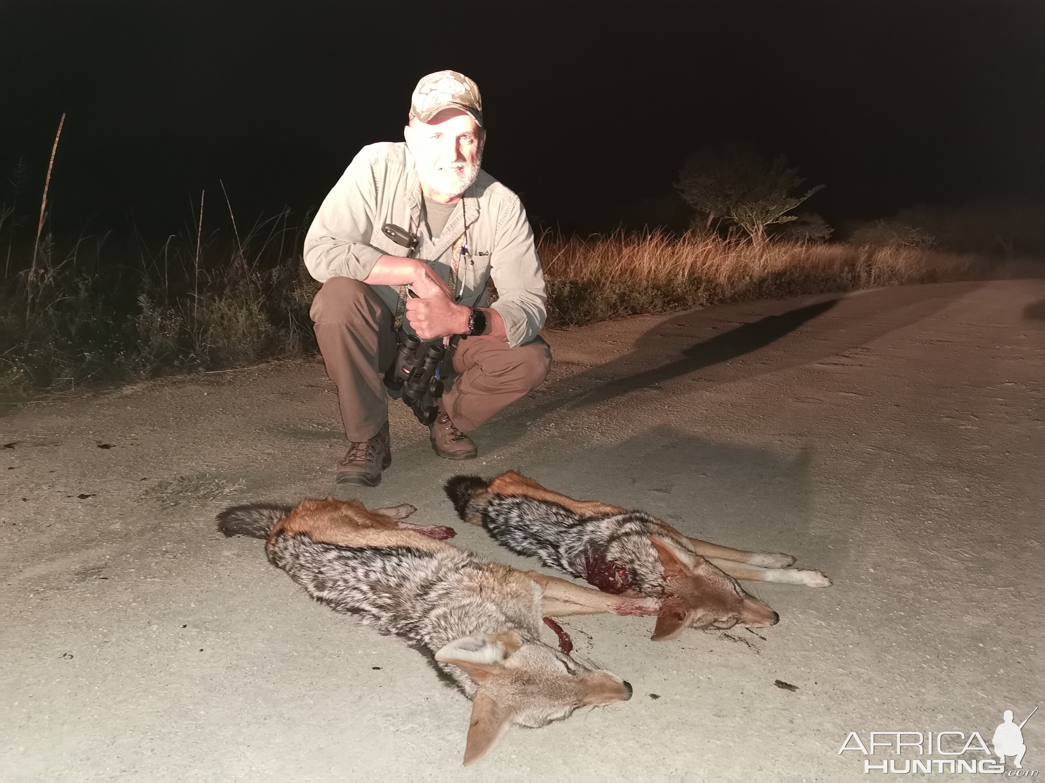 Hunt Jackal in South Africa