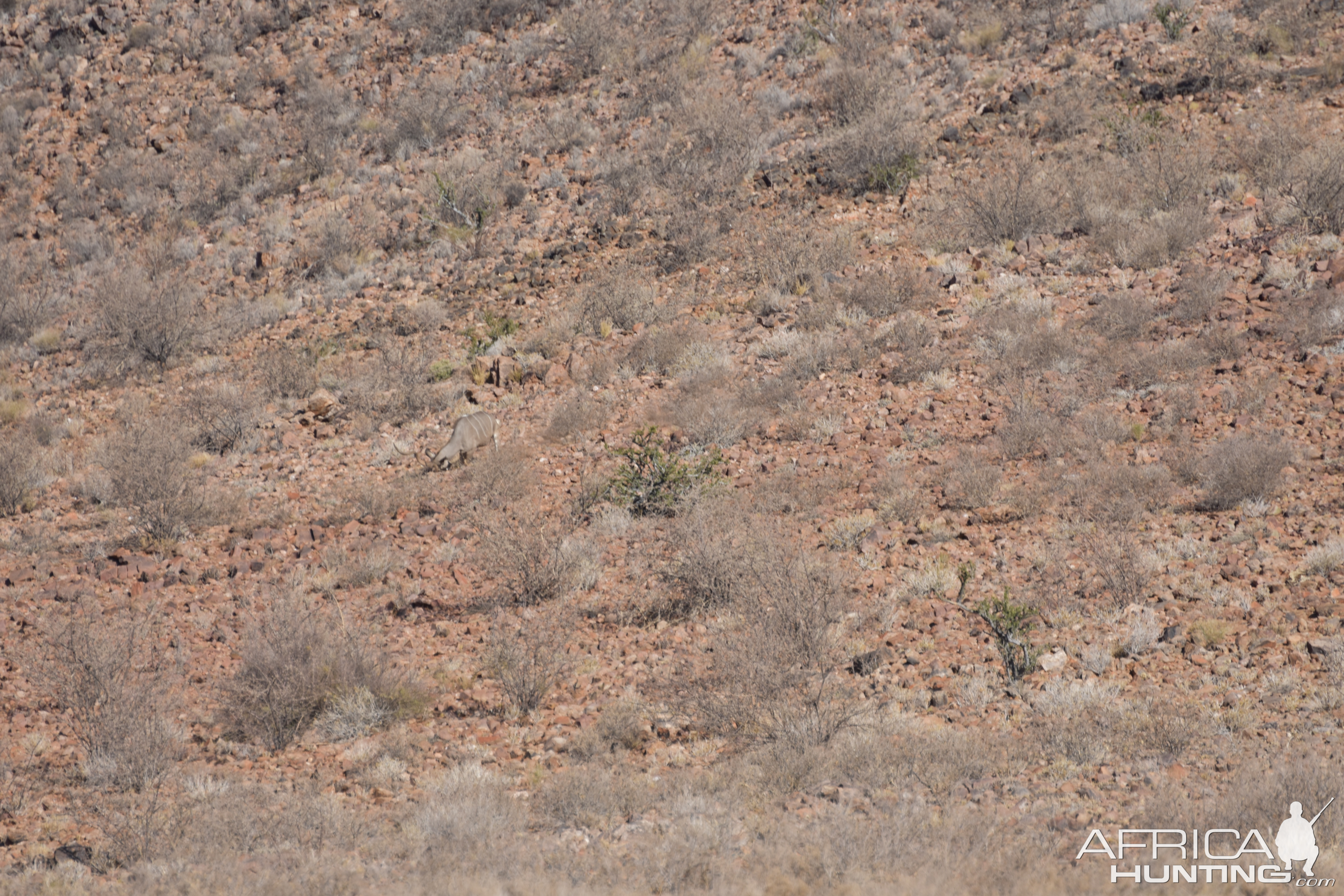 Hunt Kudu in Namibia