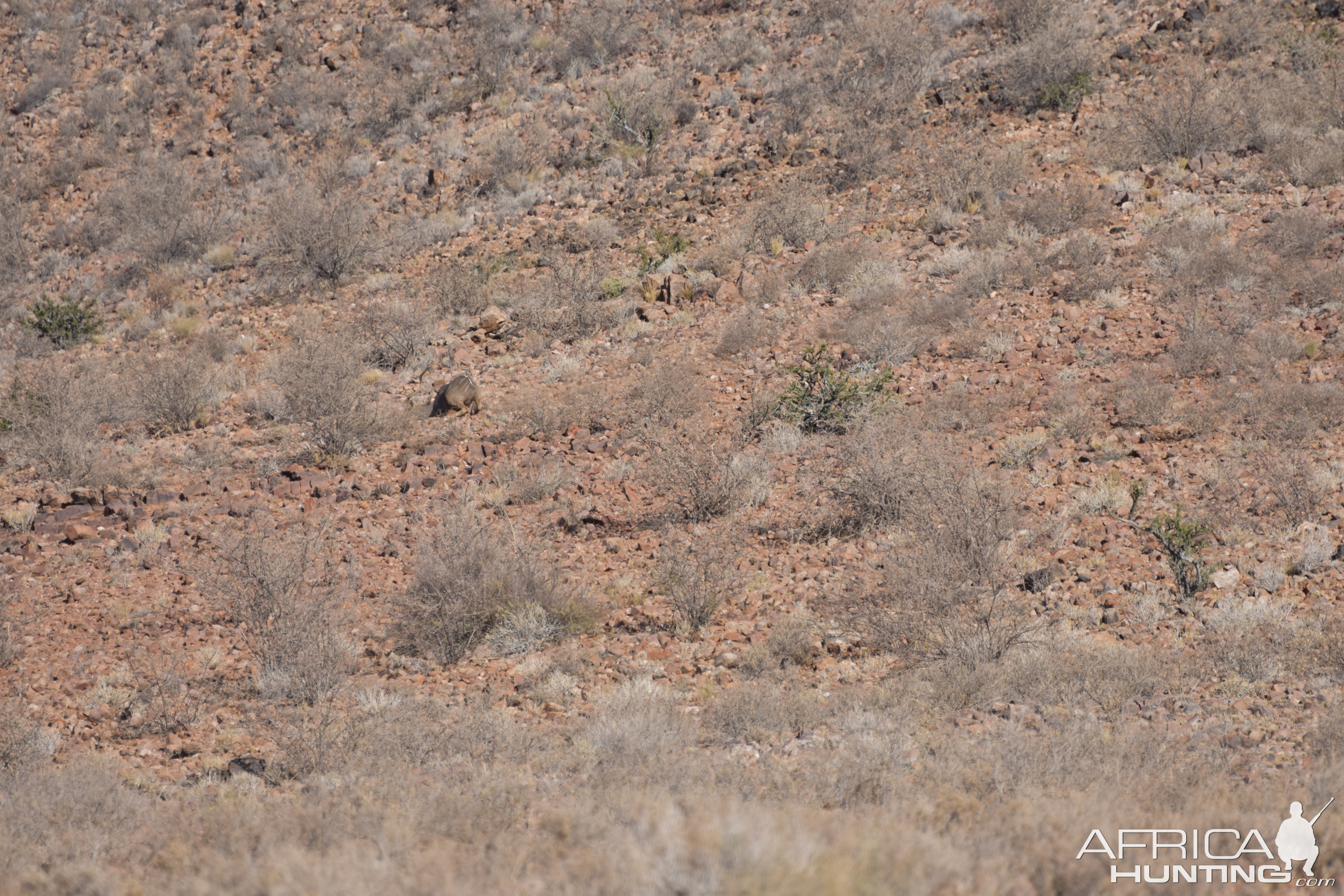 Hunt Kudu in Namibia