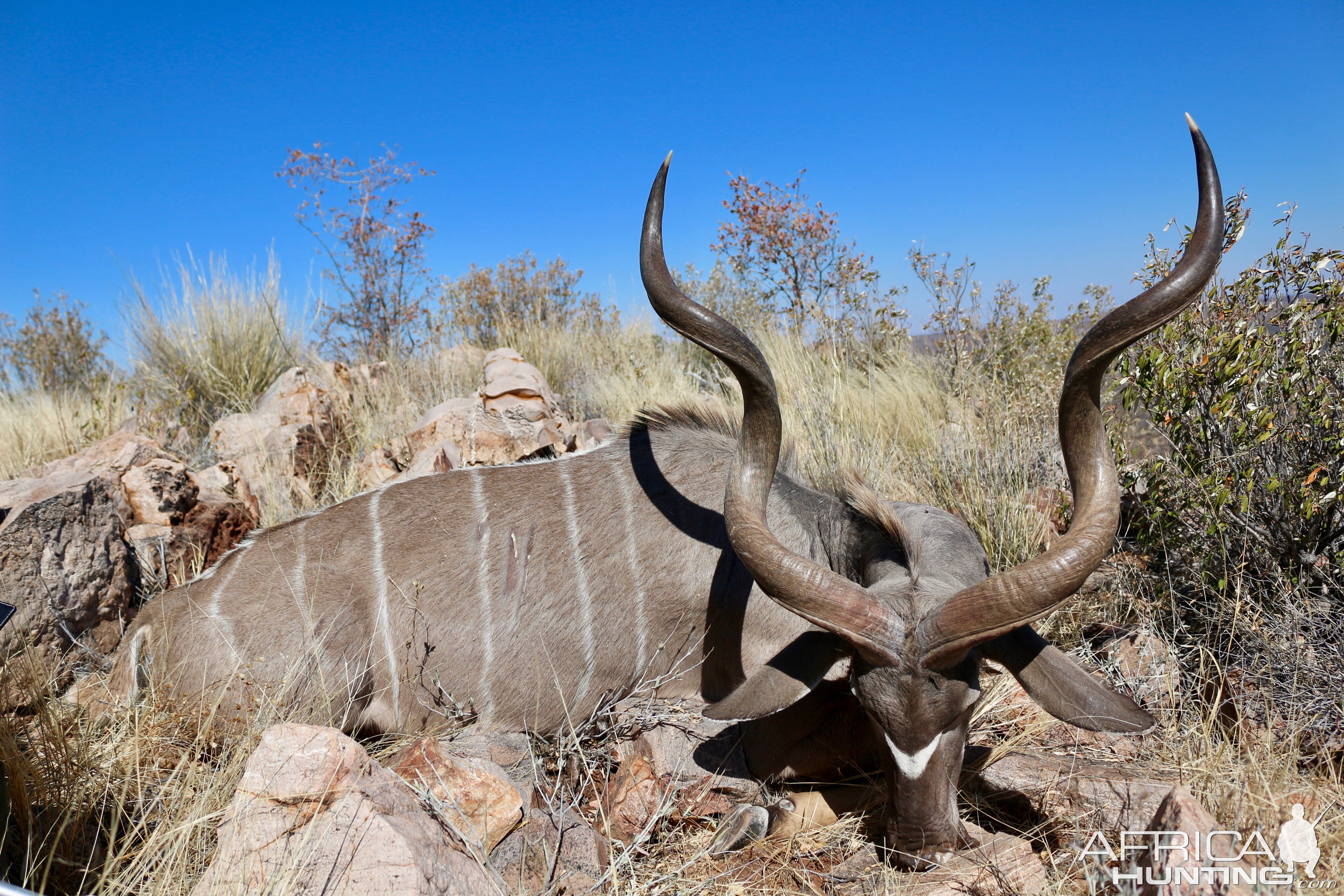 Hunt Kudu in Namibia