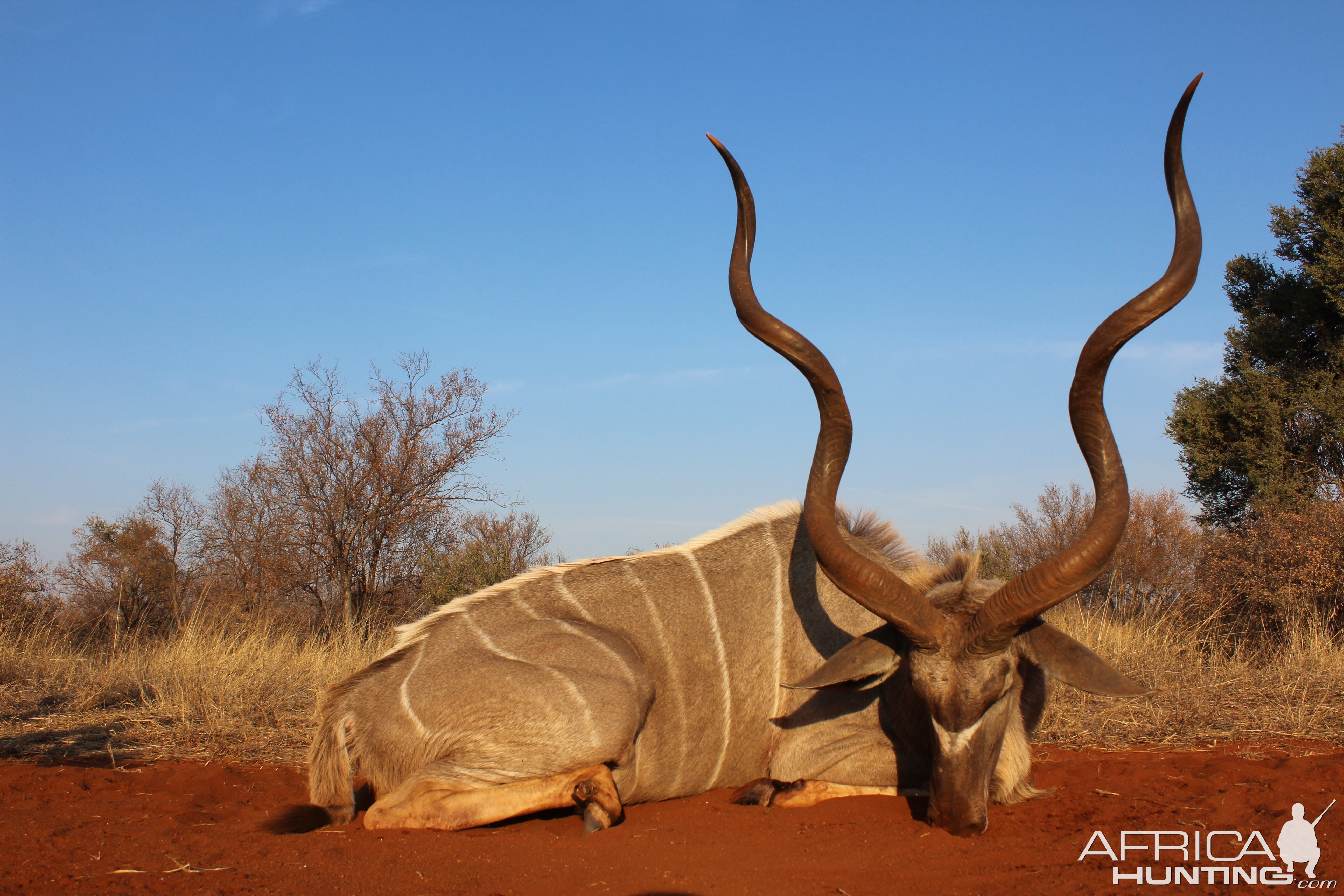 Hunt Kudu in South Africa