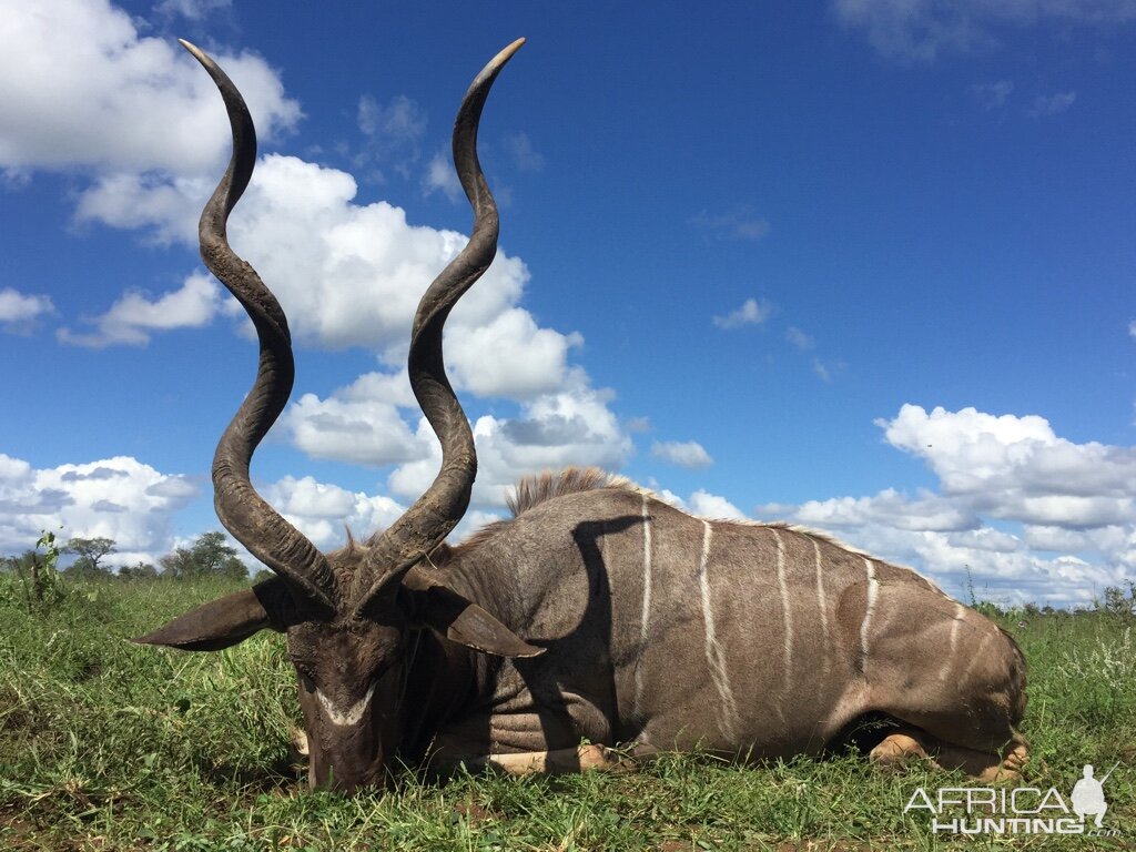 Hunt Kudu South Africa