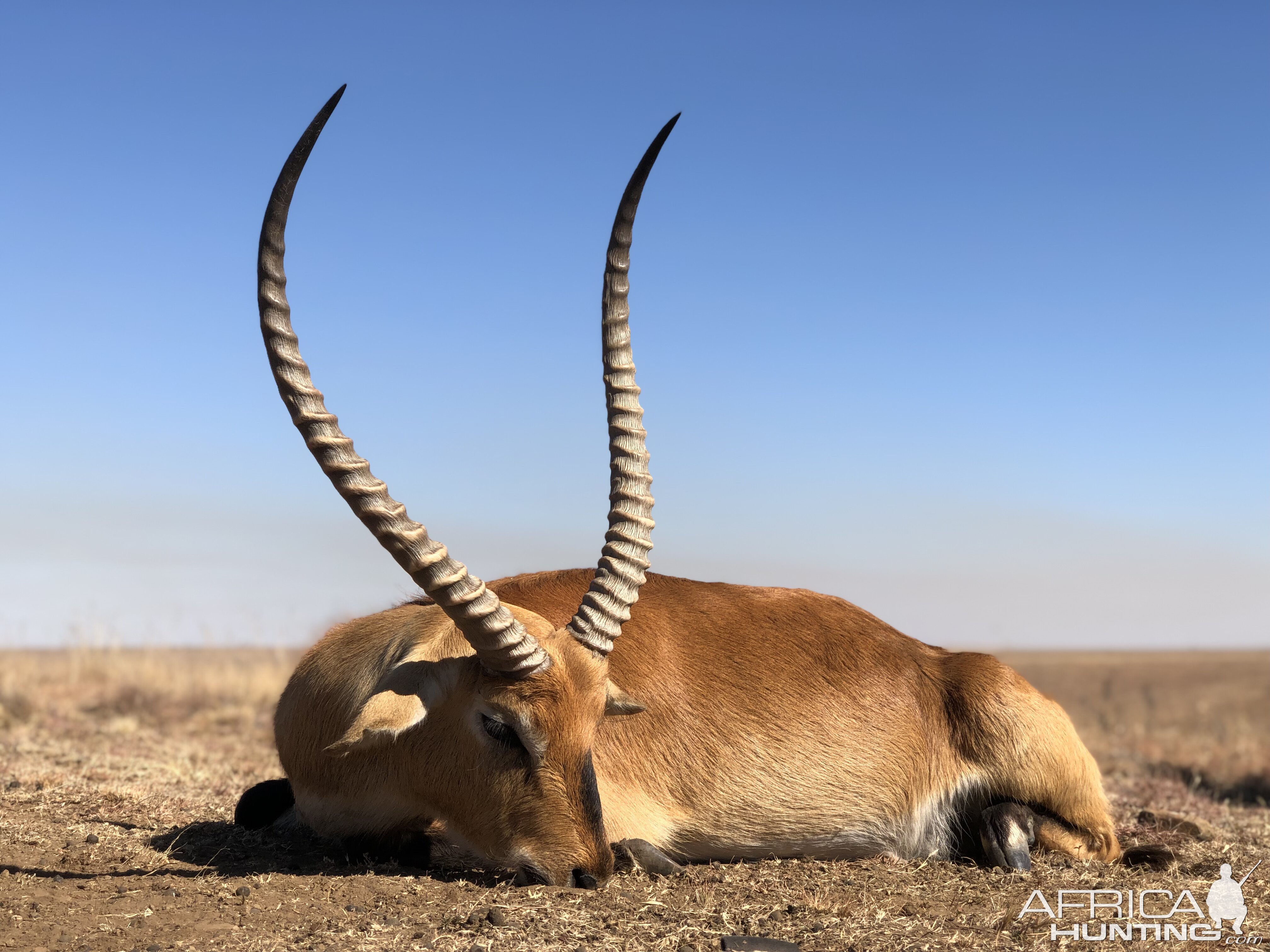 Hunt Lechwe in South Africa