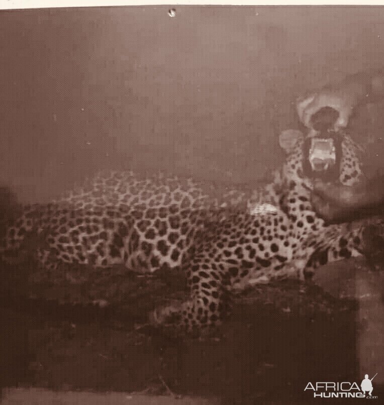 Hunt leopard in in Bangladesh