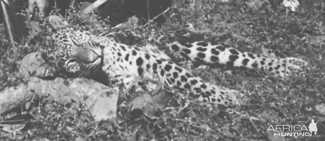 Hunt Leopard in India