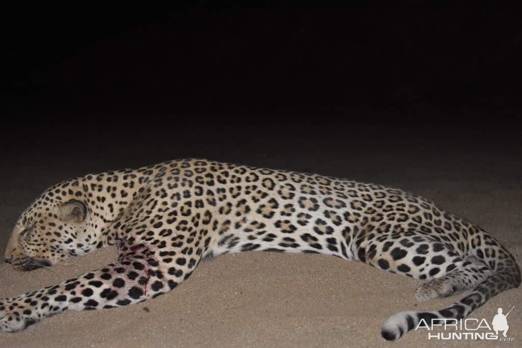 Hunt Leopard in Namibia