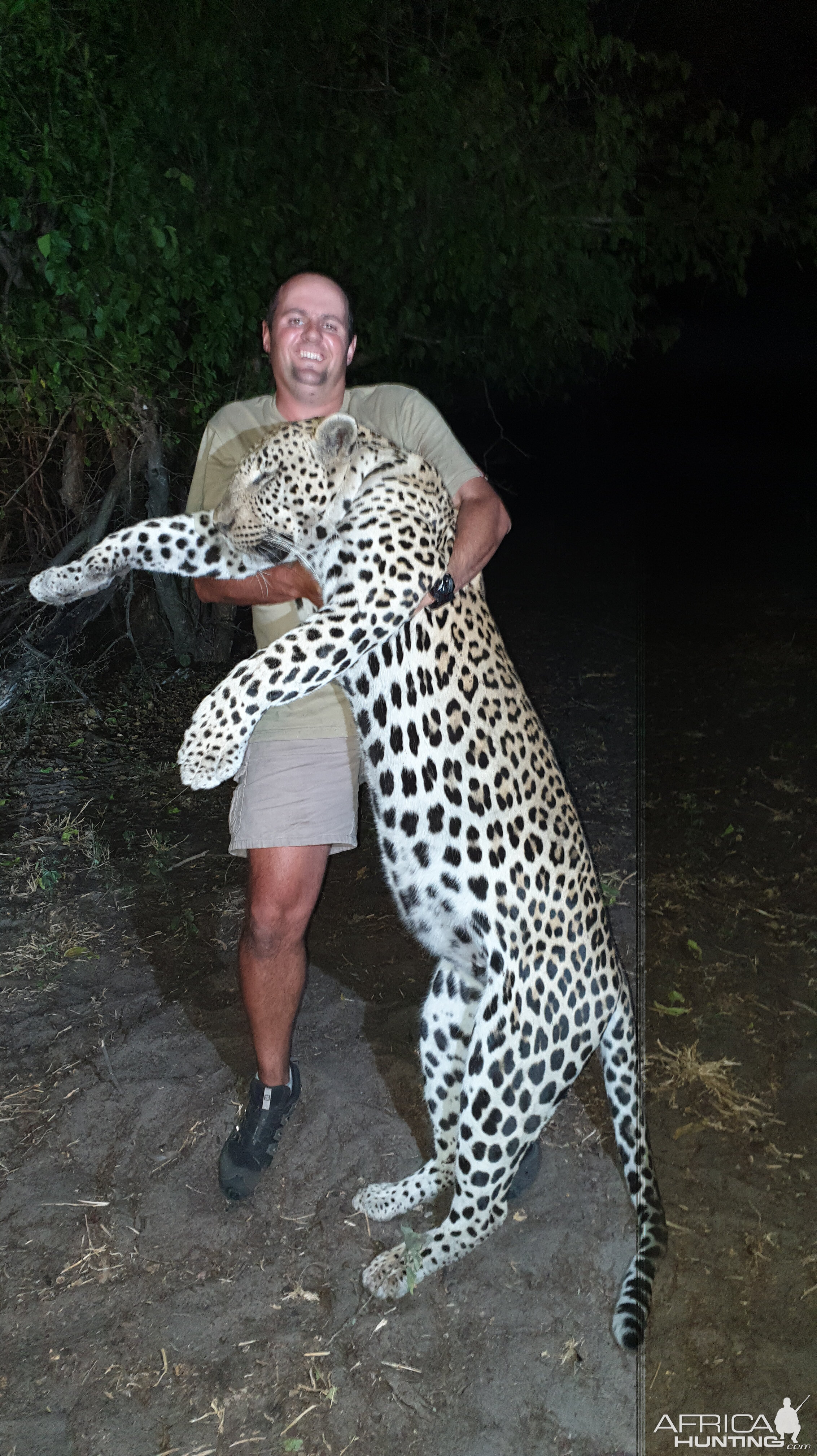 Hunt Leopard in Namibia