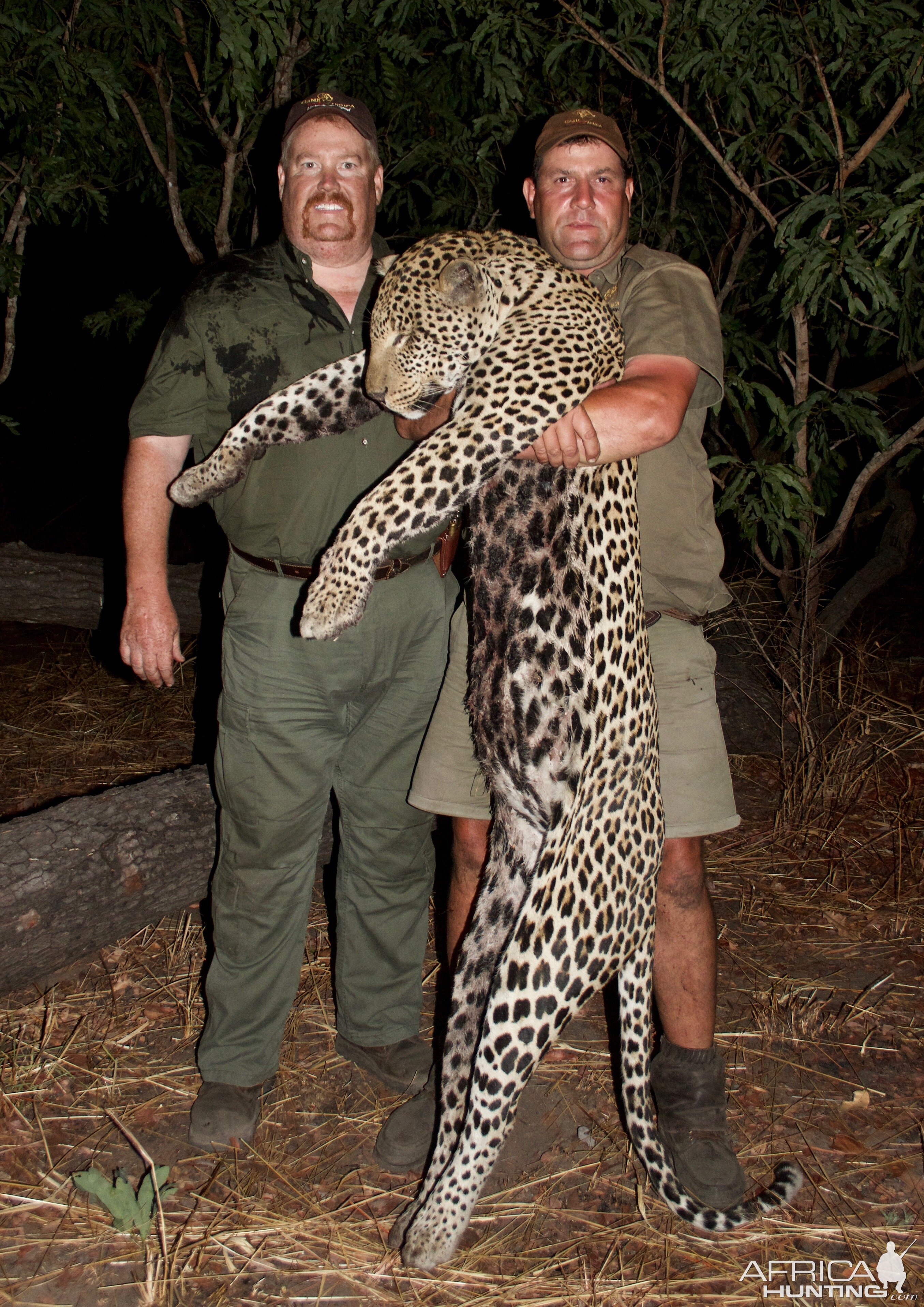 Hunt Leopard in Tanzania