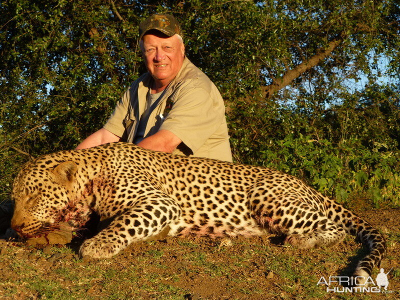 Hunt Leopard in Zimbabwe