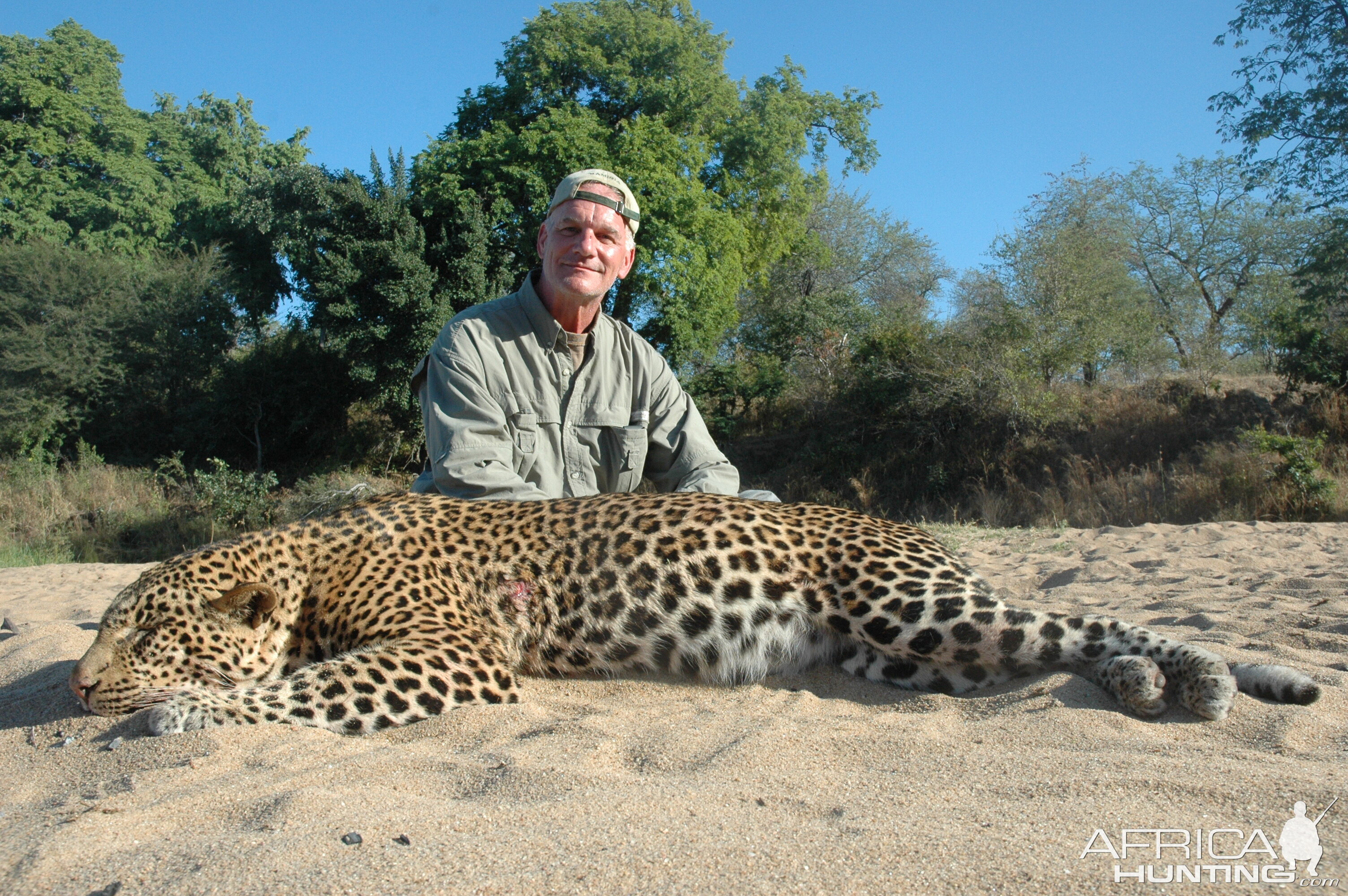 Hunt Leopard in Zimbabwe