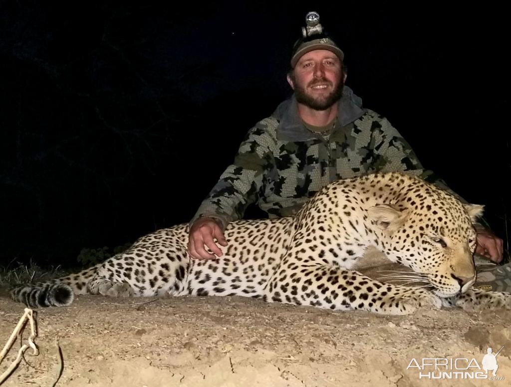 Hunt Leopard in Zimbabwe