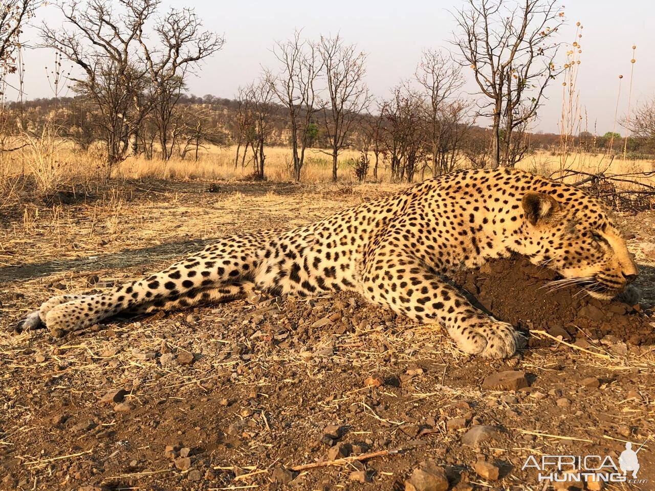 Hunt Leopard in Zimbabwe