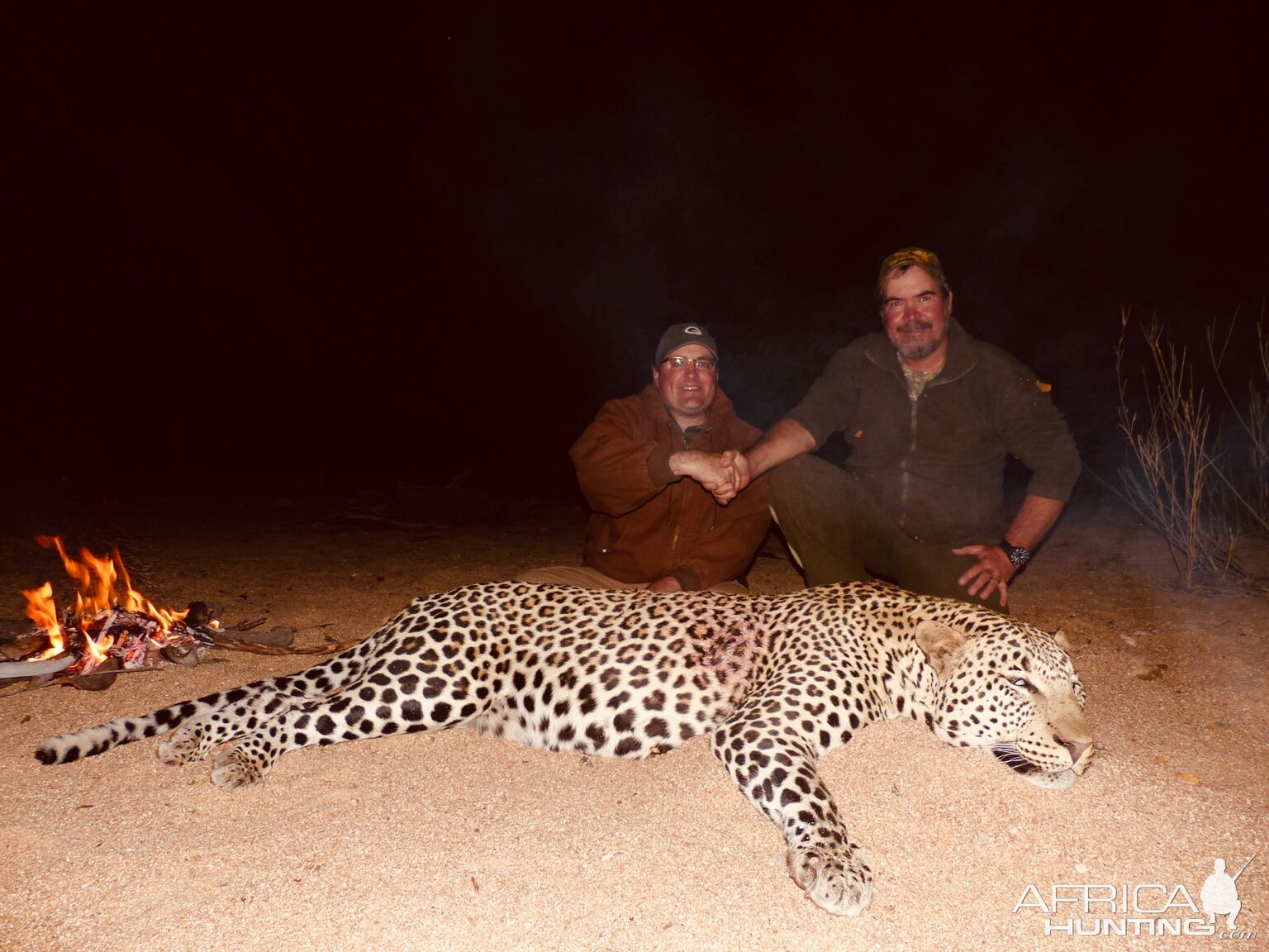 Hunt Leopard in Zimbabwe