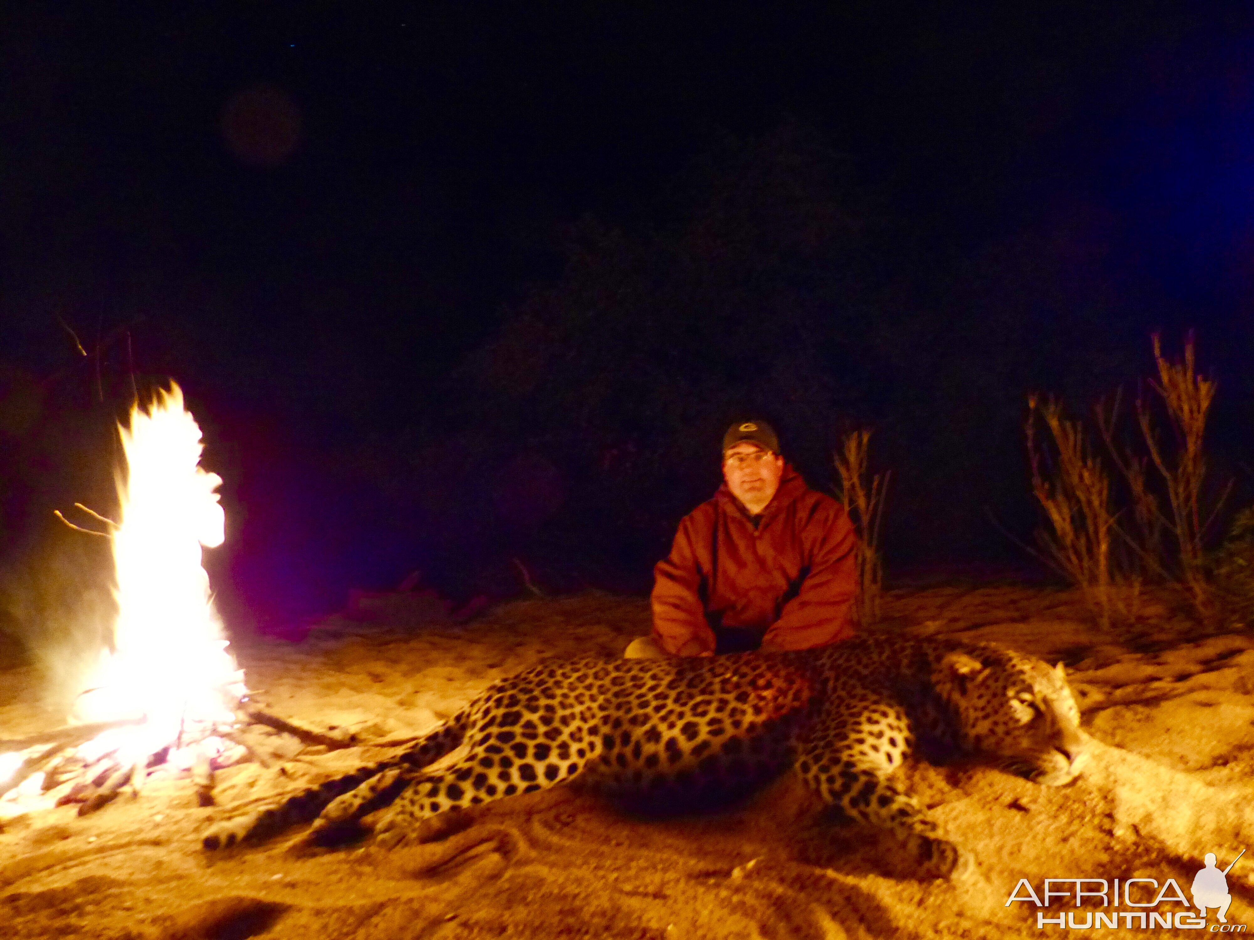 Hunt Leopard in Zimbabwe