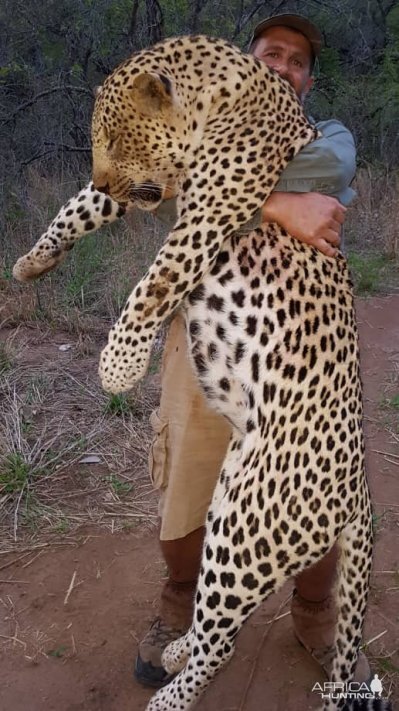 Hunt Leopard in Zimbabwe