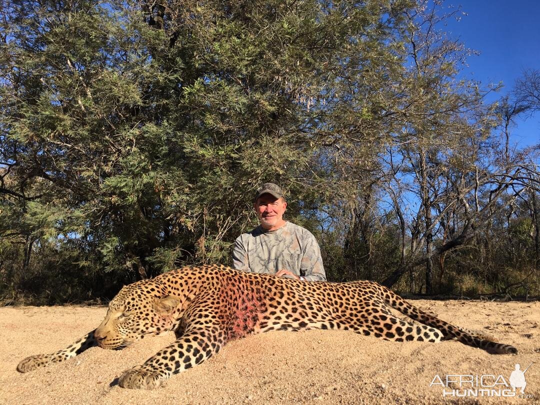 Hunt Leopard in Zimbabwe