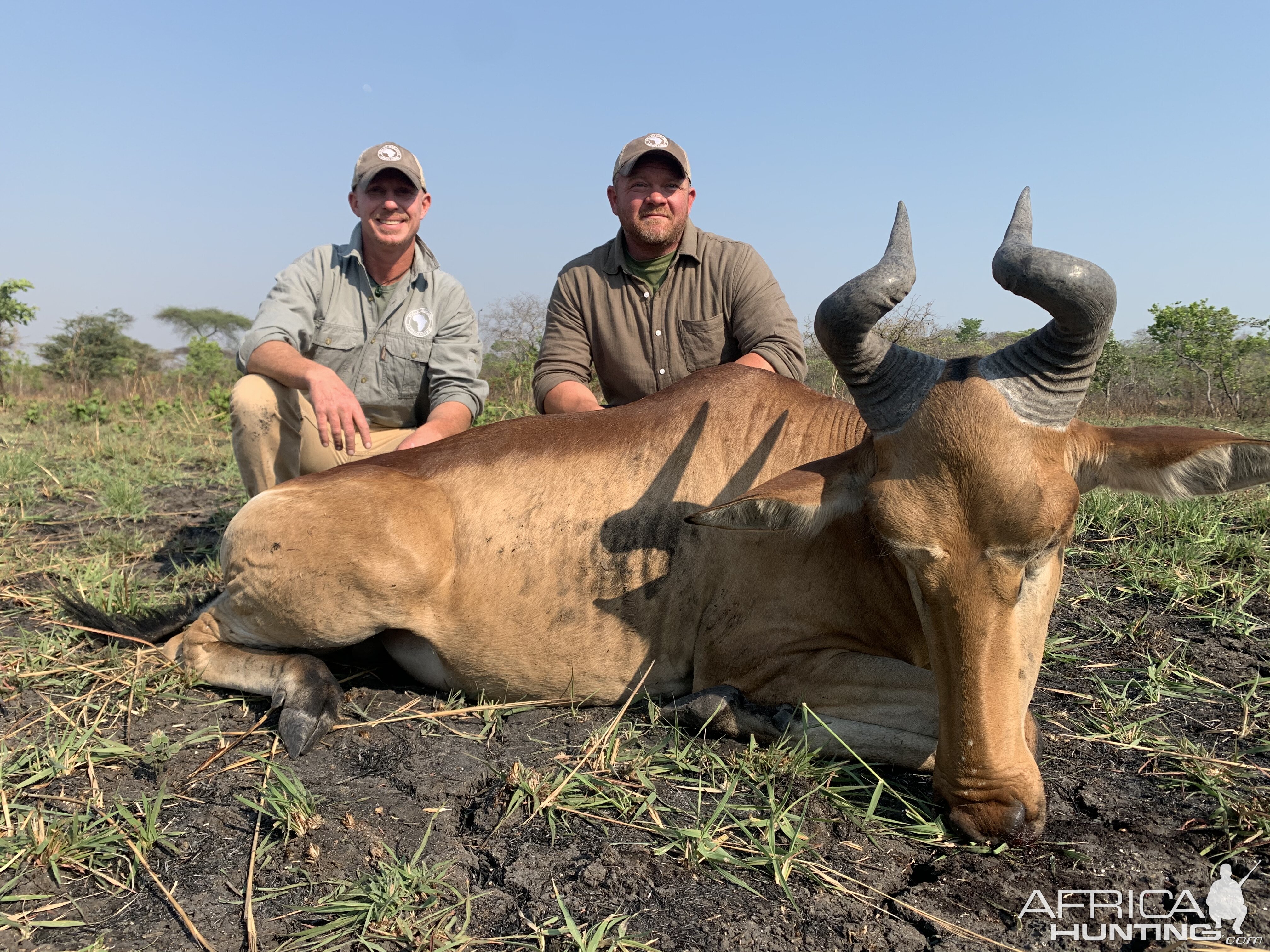 Hunt Lichtenstein's Hartebeest in Tanzania