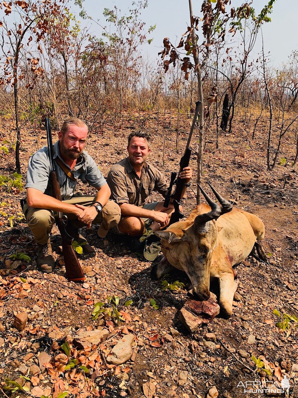 Hunt Lichtenstein's Hartebeest in Zambia