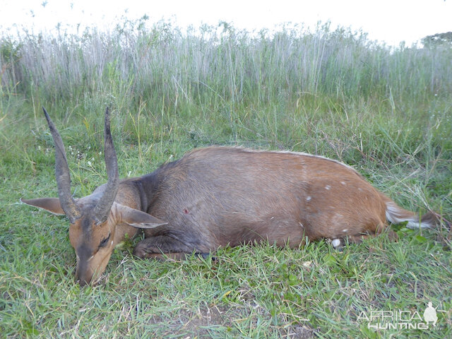 Hunt Limpopo Bushbuck Limpopo Province South Africa