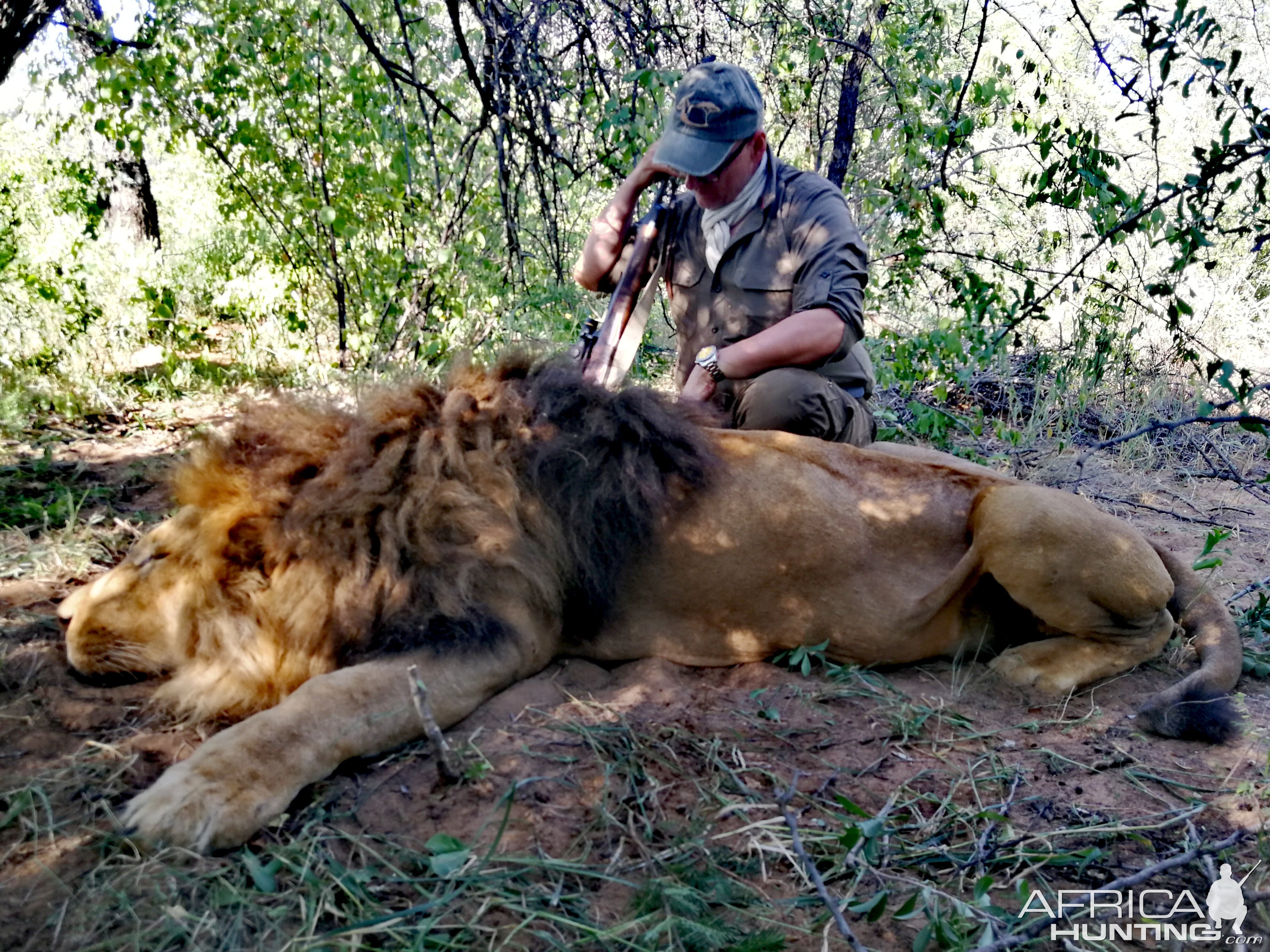 Hunt Lion in South Africa