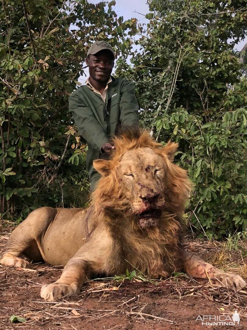 Hunt Lion in Zimbabwe