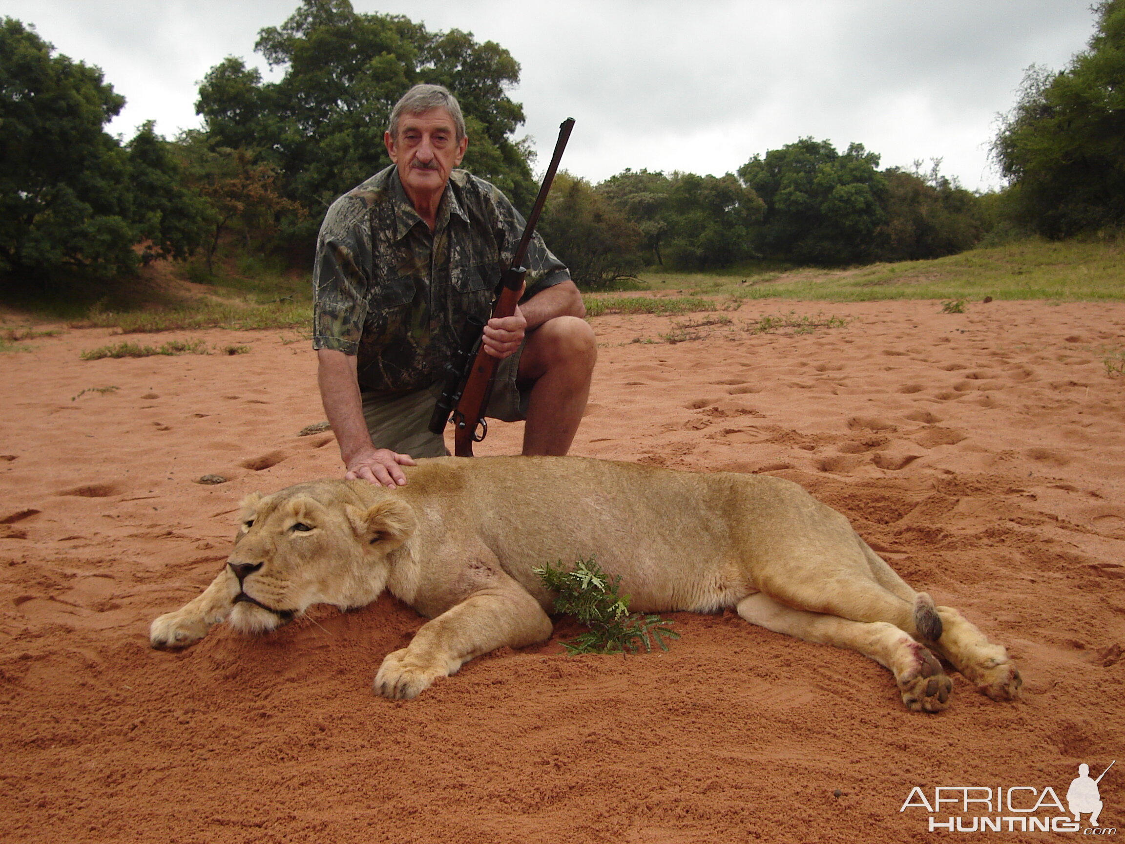 Hunt Lioness in South Africa