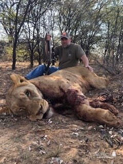 Hunt Lioness in South Africa