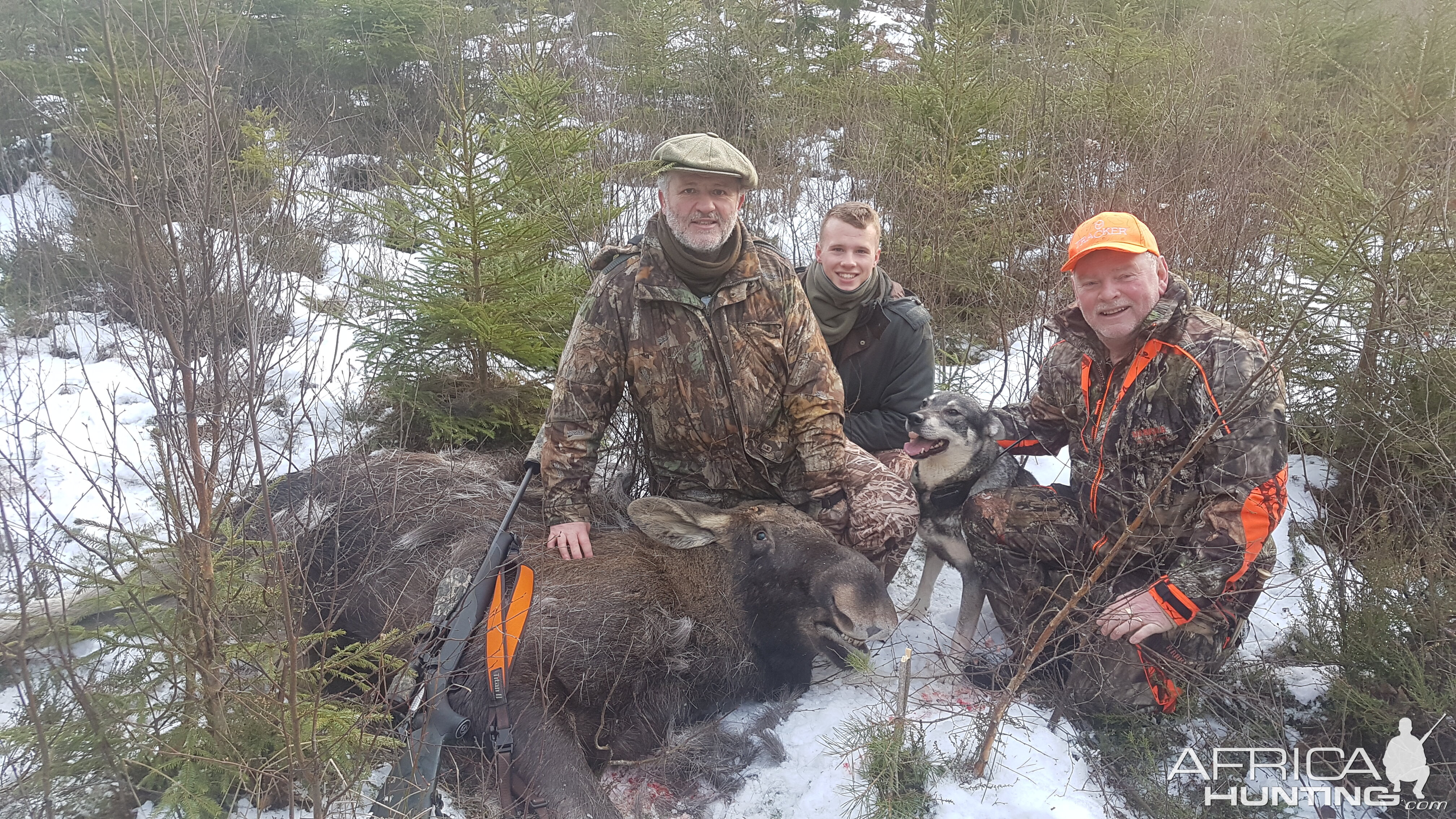 Hunt Moose in Sweden