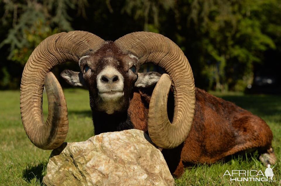 Hunt Mouflon France