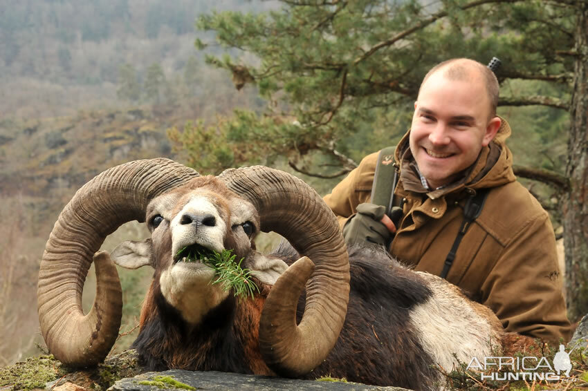 Hunt Mouflon France