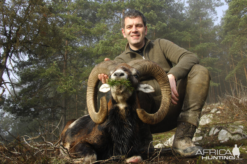 Hunt Mouflon France