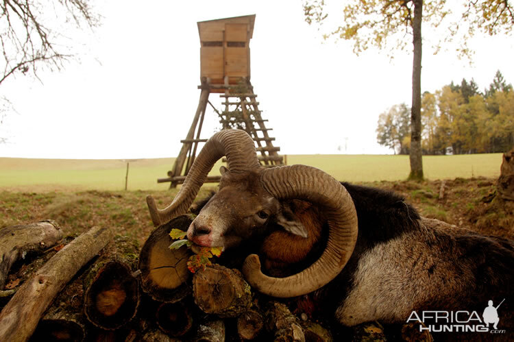 Hunt Mouflon France