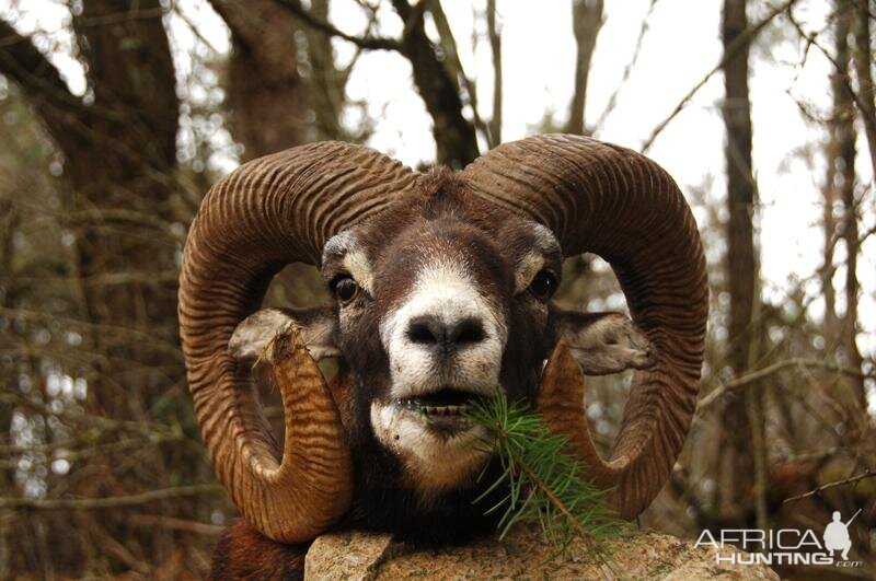 Hunt Mouflon France