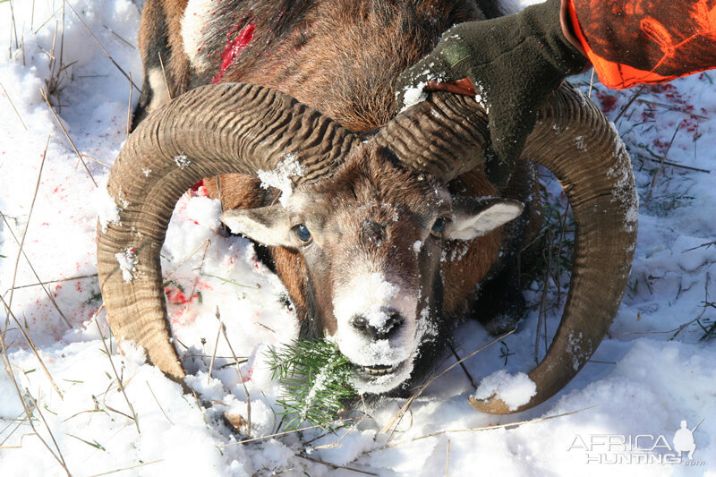 Hunt Mouflon France