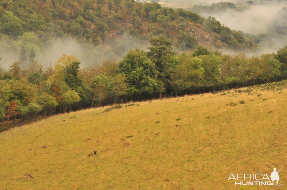 Hunt Mouflon in France