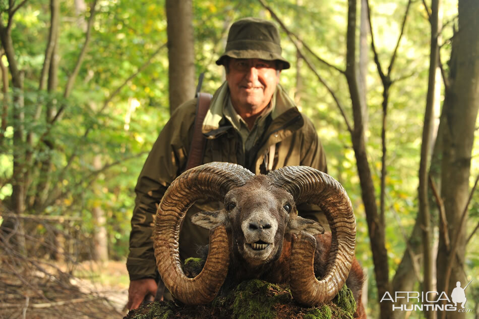 Hunt Mouflon in France